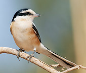 BRD 13 WF0106 01
Portrait Of Masked Shrike Perched On Twig