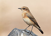 BRD 13 WF0107 01
Portrait Of Black-Eared Wheatear Standing On Rock