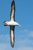 BRD 13 WF0108 01
Black-Browed Albatross Soaring Against Blue Sky