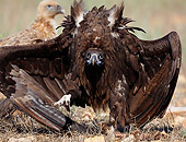 BRD 13 WF0109 01
European Black Vulture Running Head On