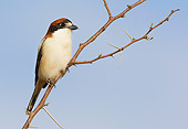 BRD 13 WF0110 01
Woodchat Shrike Male Perched On Twig