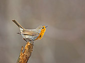 BRD 13 WF0111 01
Robin Perched On End Of Broken Twig Singing