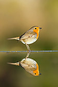 BRD 13 WF0112 01
Robin Standing At Edge Of Pond By Reflection