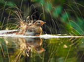 BRD 13 WF0113 01
Young Robin Bathing In Pond