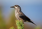 BRD 13 WF0114 01
Eurasian Nutcracker Perched On Tip Of Pine
