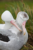 BRD 13 WF0116 01
Close-Up Of Two Wandering Albatross Mating On Grass