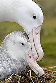 BRD 13 WF0117 01
Close-Up Of Two Wandering Albatross Mating On Grass