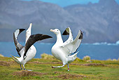 BRD 13 WF0118 01
Two Wandering Albatross Displaying On Grass Near Water