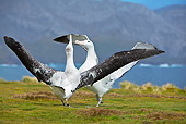 BRD 13 WF0119 01
Two Wandering Albatross Displaying On Grass Near Water