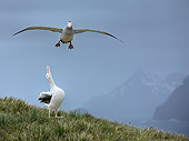 BRD 13 WF0120 01
Wandering Albatross Landing On Grass To Join Partner