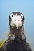 BRD 13 WF0121 01
Head Shot Of Wandering Albatross Chick