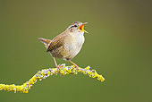 BRD 13 WF0123 01
Winter Wren Male Perched On Lichen-Covered Twig Singing