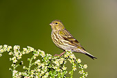 BRD 13 WF0124 01
Eurasian Siskin Female Perched On Shrub