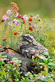 BRD 13 WF0126 01
European Nightjar Chick Sitting On Nest In Wildflowers