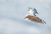 BRD 13 WF0128 01
Rock Ptarmigan Male Perched On Rock In Snow