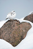 BRD 13 WF0129 01
Rock Ptarmigan Male Perched On Rock In Snow
