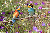 BRD 13 WF0130 01
Two European Bee-Eaters Perched On Twig By Purple Flowers