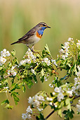 BRD 13 WF0131 01
Bluethroat Perched On Blossoming Branch