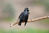 BRD 13 WF0133 01
Spotless Starling Male Singing On Tree Branch