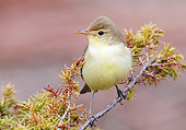 BRD 13 WF0134 01
Icterine Warbler Perched On Juniper Twig
