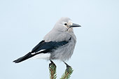 BRD 13 WF0138 01
Clark's Nutcracker Standing On Two Spruce Twigs