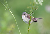 BRD 13 WF0139 01
Lesser Whitethroat Male In Breeding Plumage Clinging To Stem
