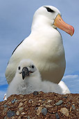 BRD 13 WF0140 01
Black-Browed Albatross With Chick On Nest