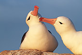 BRD 13 WF0141 01
Black-Browed Albatross Grooming Another