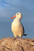BRD 13 WF0142 01
Black-Browed Albatross Standing On Rock At Dusk