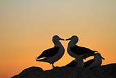 BRD 13 WF0143 01
Silhouette Of Two Black-Browed Albatross Standing On Rock At Sunset