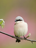 BRD 13 WF0145 01
Red-Backed Shrike Male Perched On Twig