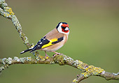 BRD 13 WF0146 01
European Goldfinch Perched On Lichen-Covered Tree Branch