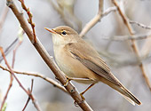 BRD 13 WF0147 01
Marsh Warbler Perched On Twig
