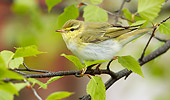 BRD 13 WF0148 01
Wood Warbler Perched On Birch Twig