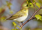 BRD 13 WF0149 01
Wood Warbler Perched On Birch Twig