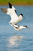 BRD 13 WF0151 01
Pair Of Pied Avocets Mating Near Surface Of Water