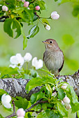BRD 13 WF0152 01
Thrush Nightingale Perched On Branch In Flowering Apple Tree