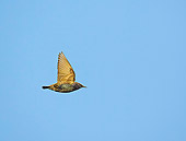 BRD 13 WF0153 01
European Starling In Flight Against Blue Sky