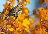 BRD 13 WF0154 01
European Starling Perched In Maple Tree In Autumn