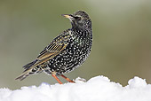 BRD 13 WF0155 01
European Starling Standing In Snow