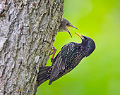 BRD 13 WF0156 01
European Starling Feeding Young In Tree Hole