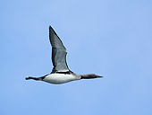 BRD 13 WF0157 01
Red-Throated Loon In Flight Against Blue Sky