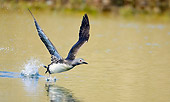 BRD 13 WF0158 01
Red-Throated Loon Taking Off From Surface Of Water