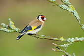 BRD 13 WF0159 01
European Goldfinch Perched On Tree Branch