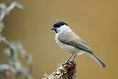 BRD 13 WF0160 01
Marsh Tit Perched On Tree Branch Profile