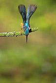 BRD 13 WF0161 01
Common Kingfisher Diving For Fish From Branch