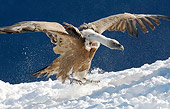 BRD 13 WF0162 01
Griffon Vulture Landing In Snow Pyrenees, Spain
