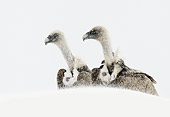 BRD 13 WF0163 01
Two Griffon Vultures Standing In Snow Pyrenees, Spain