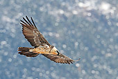 BRD 13 WF0164 01
Bearded Vulture In Flight