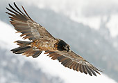 BRD 13 WF0165 01
Bearded Vulture Soaring Above Mountains